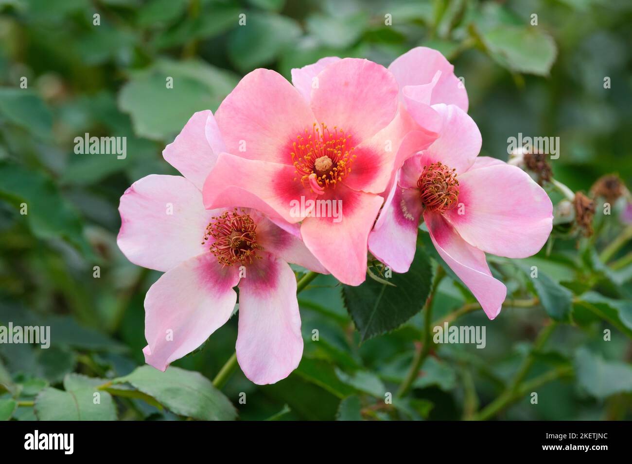 Rosa For Your Eyes Only, Rosa 'Cheweyesup', Floribunda rose, rich pink flowers with red blotch at the base of each petal. Stock Photo