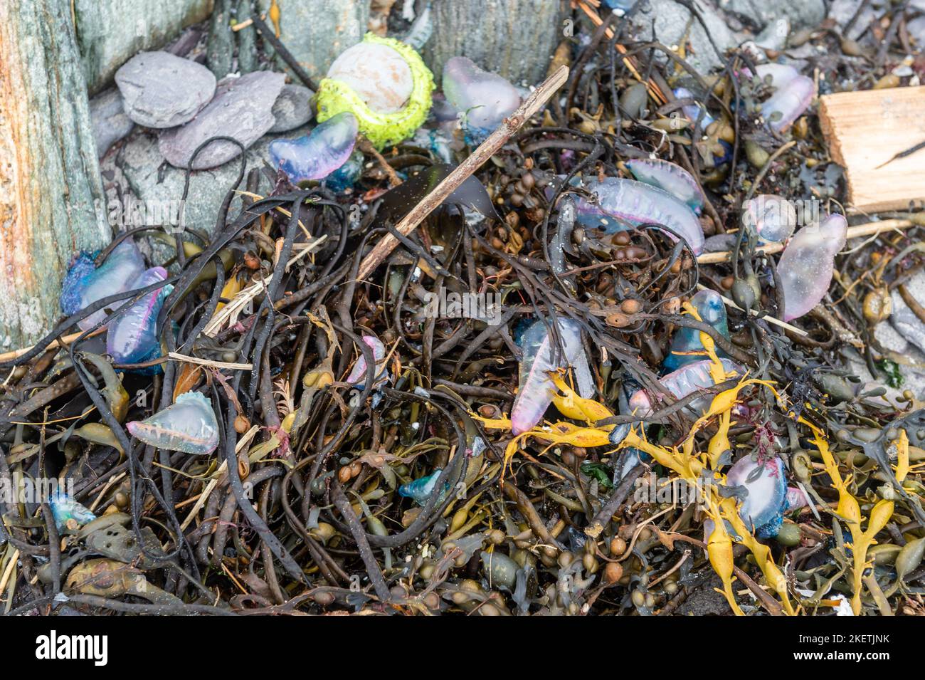 Tragumna, West Cork, Ireland. 14th Nov, 2022. Well over 100 Portugeuese man o' war (Physalia physalis) have been washed up on the beach at Tragumna. The animal, also commonly known as a blue bottle, can deliver a painful sting which is fatal to some animals and has been known to occasionally kill humans. Credit: AG News/Alamy Live News Stock Photo