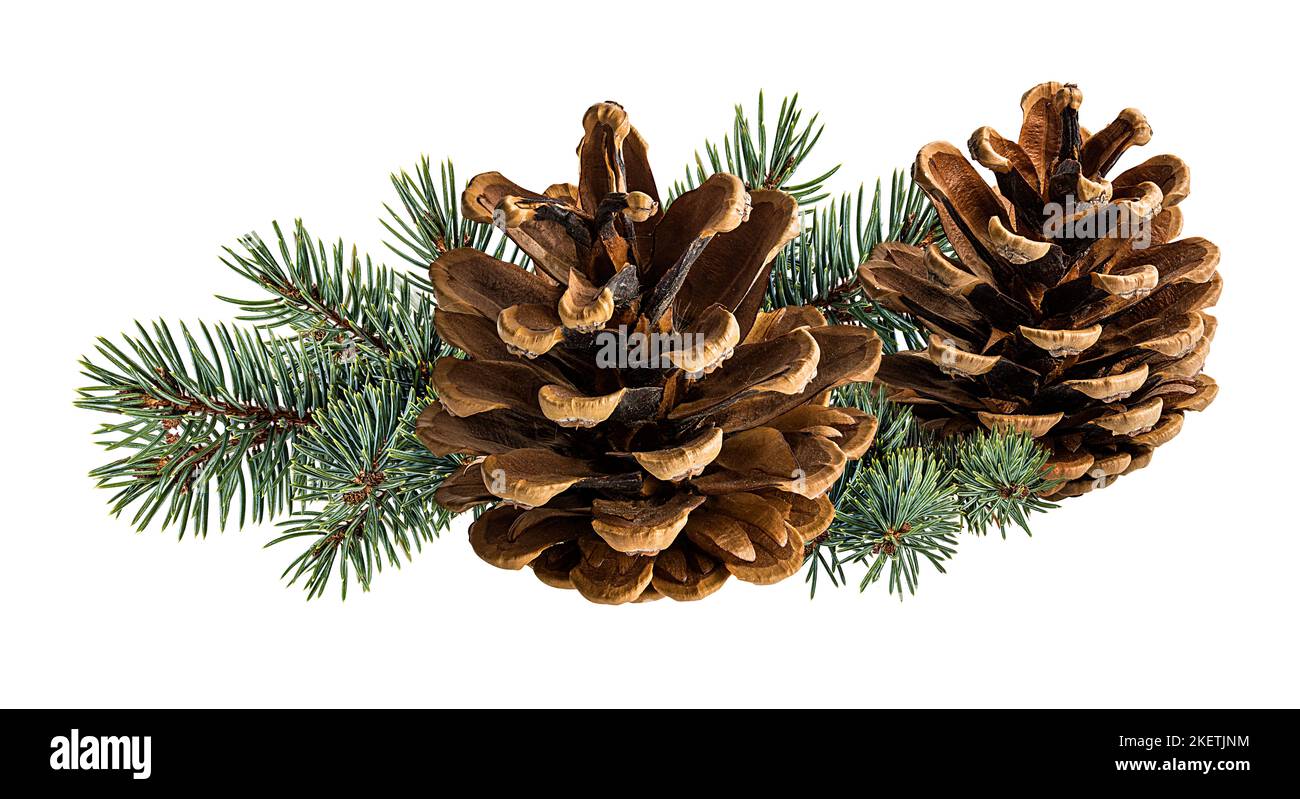 Cone and branch of fir-tree on a white background Stock Photo - Alamy