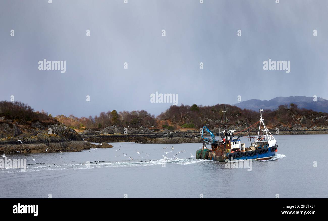 As rain begins to fall, seagulls follow the TT 37 trawler as she leaves East Loch Tarbert to sail to Loch Fyne, Tarbert, Argyll and Bute. Scotland Stock Photo