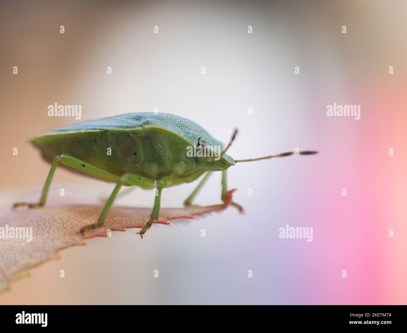Green Shield Bug Stock Photo Alamy