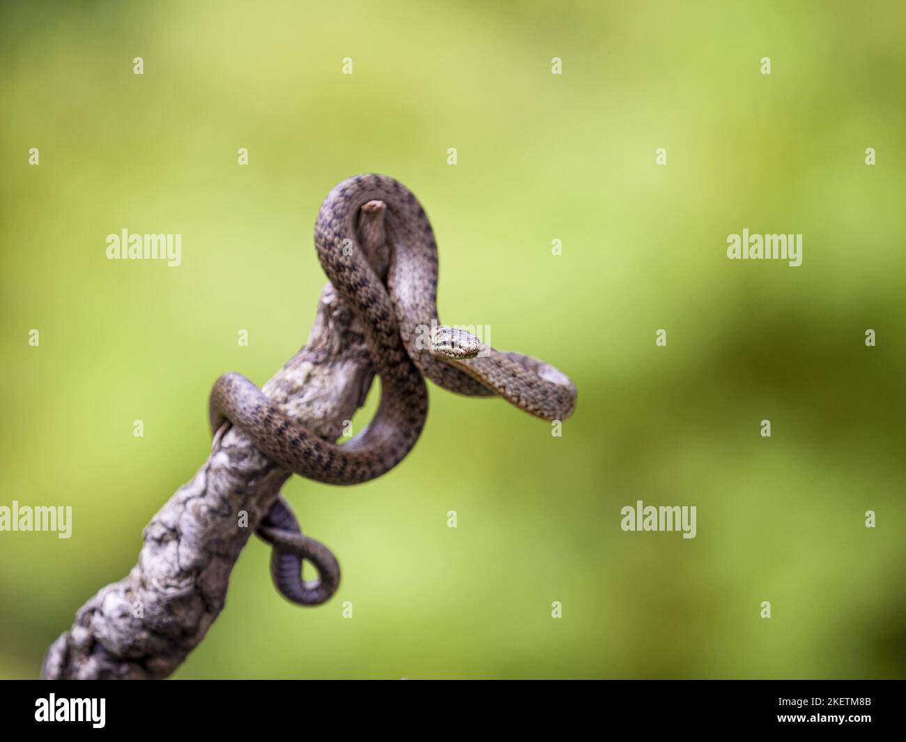 Smooth Snake Stock Photo