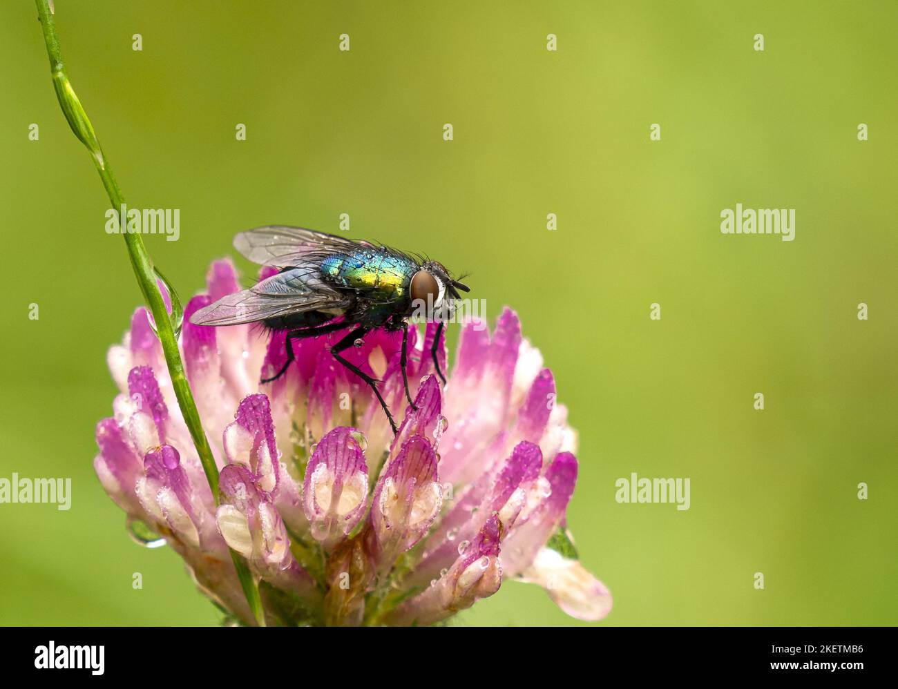 Carrion Inset Carrion flower insect hi-res stock photography and images - Alamy