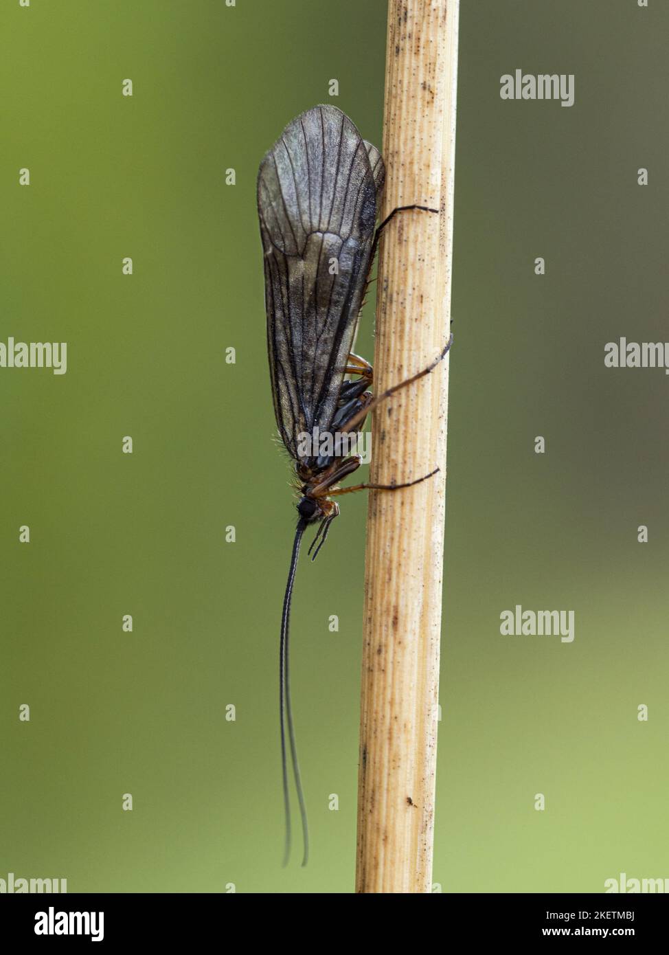 Adult caddisfly hires stock photography and images Alamy