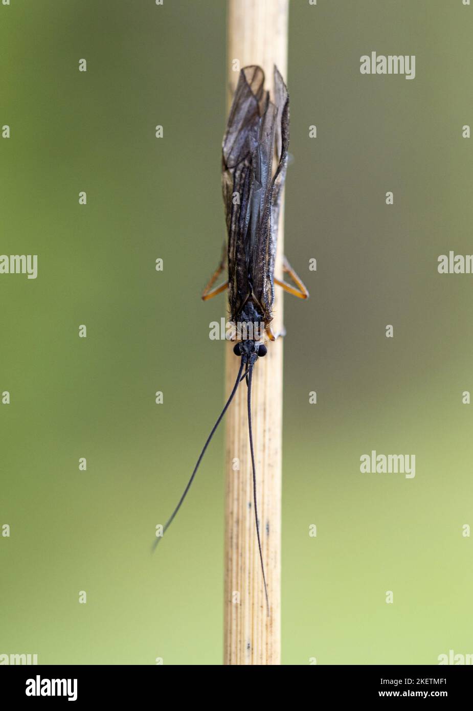 Adult caddisfly hires stock photography and images Alamy
