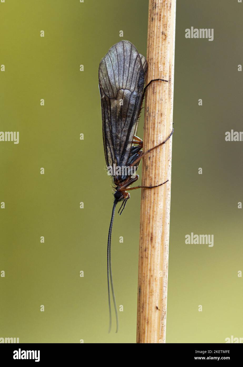 Adult caddisfly hires stock photography and images Alamy