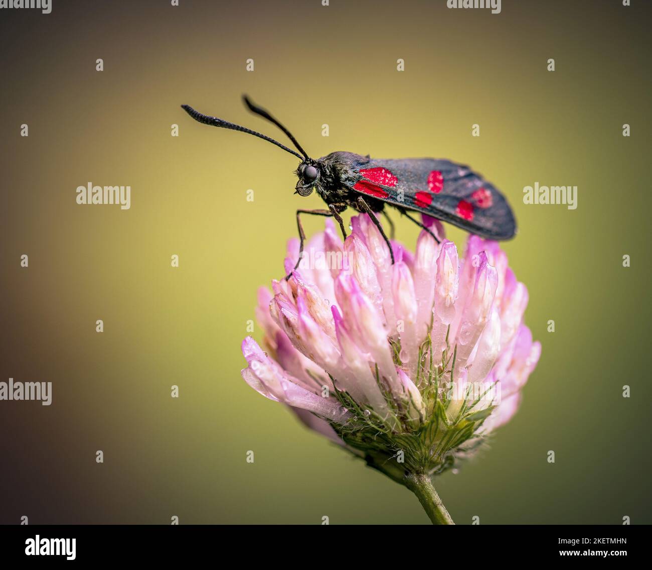 Six spotted forester moth hires stock photography and images Alamy