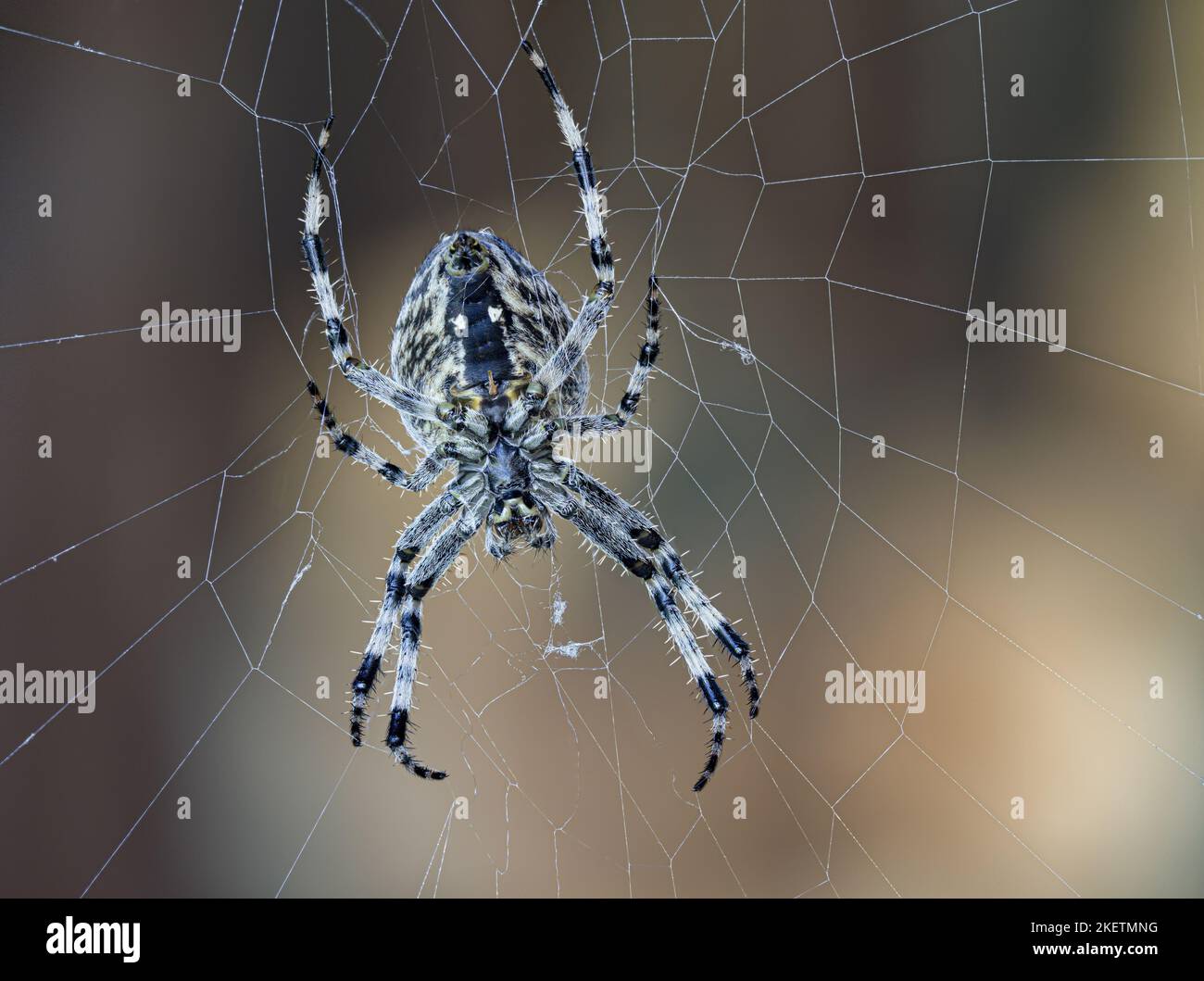 Garden cross spider in web Stock Photo - Alamy