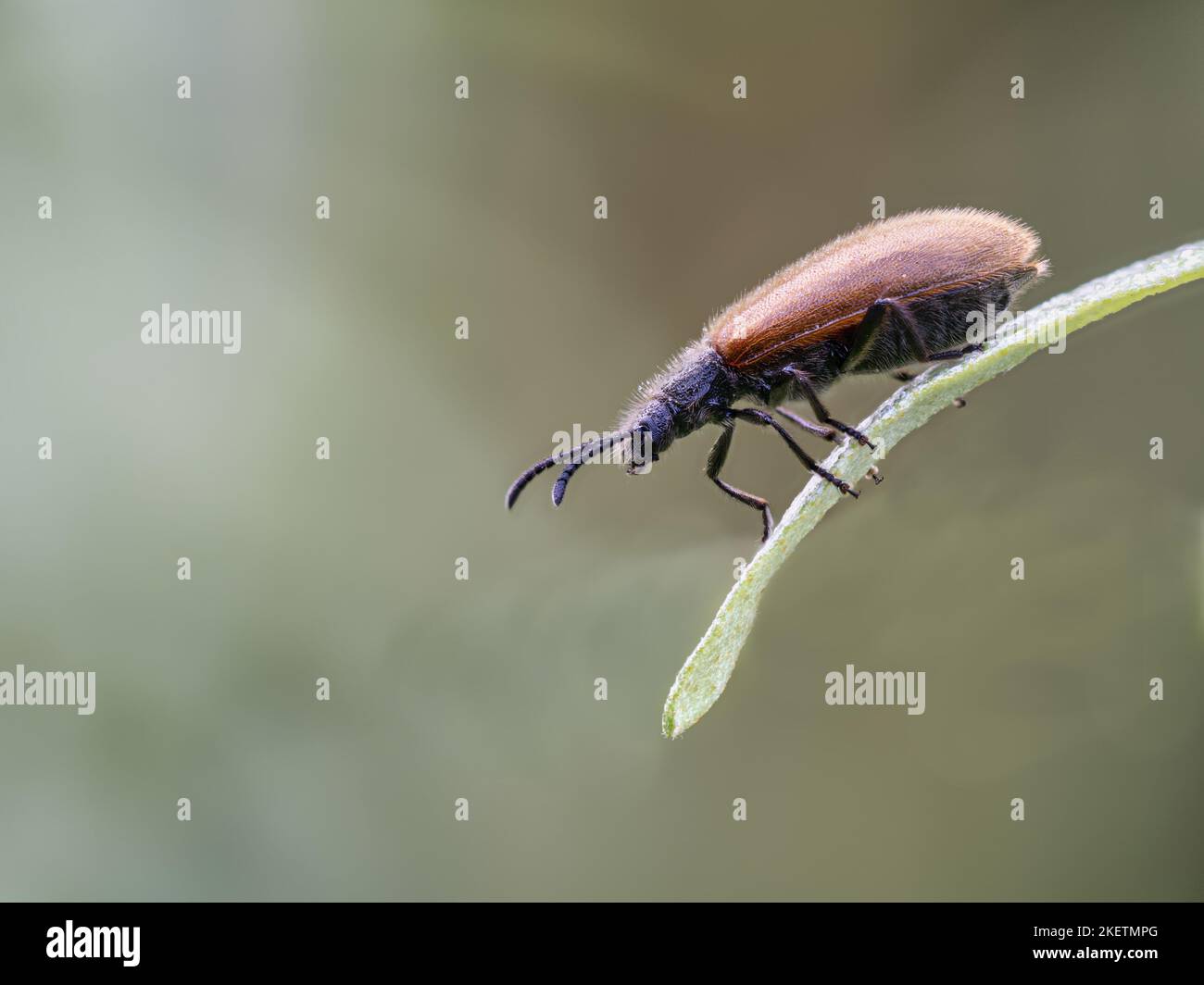 long-jointed bark beetle Stock Photo