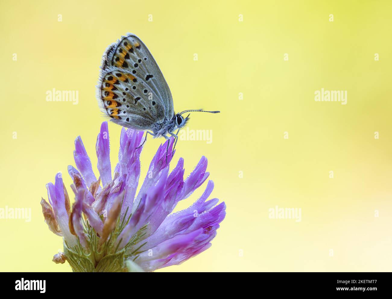 gossamer-winged butterfly Stock Photo