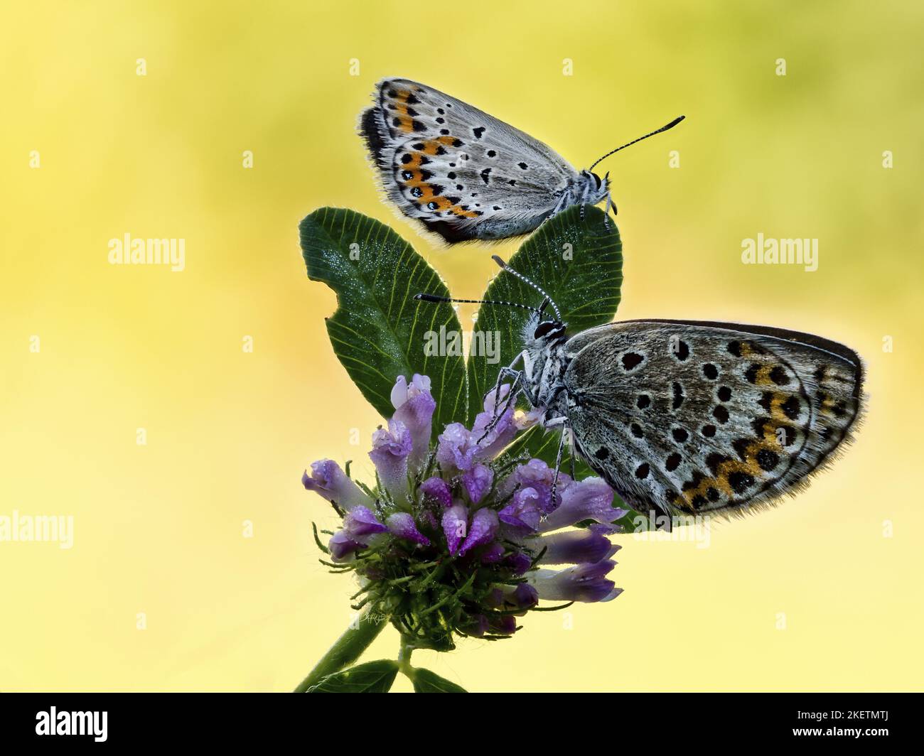 gossamer-winged butterflies Stock Photo