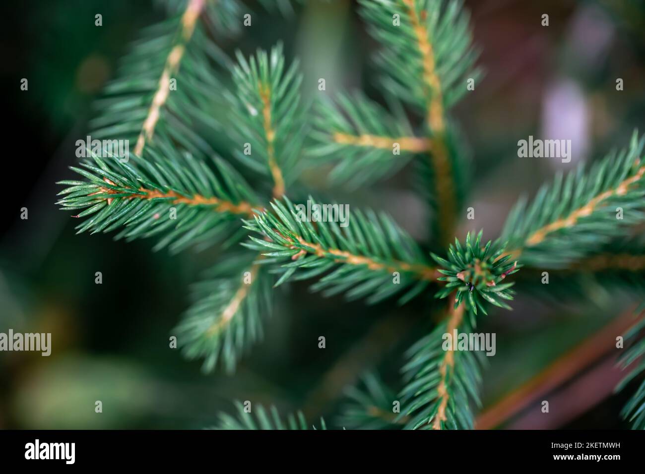 Closeup shot spruce tree hi-res stock photography and images - Alamy