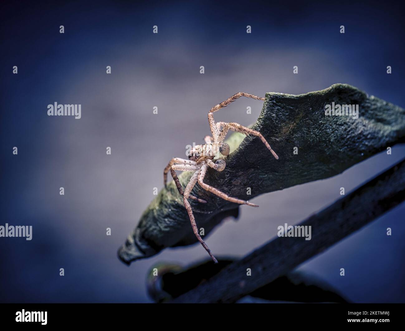 Crab processing hires stock photography and images Alamy