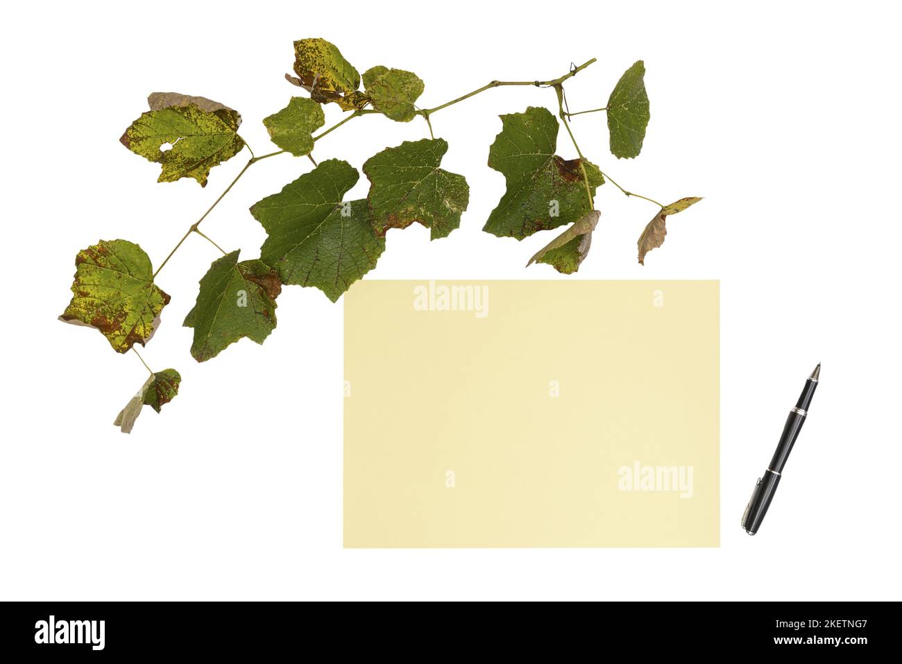 a yellow sheet of paper and a pen with a vine branch with yellowed autumn leaves on a transparent background Stock Photo