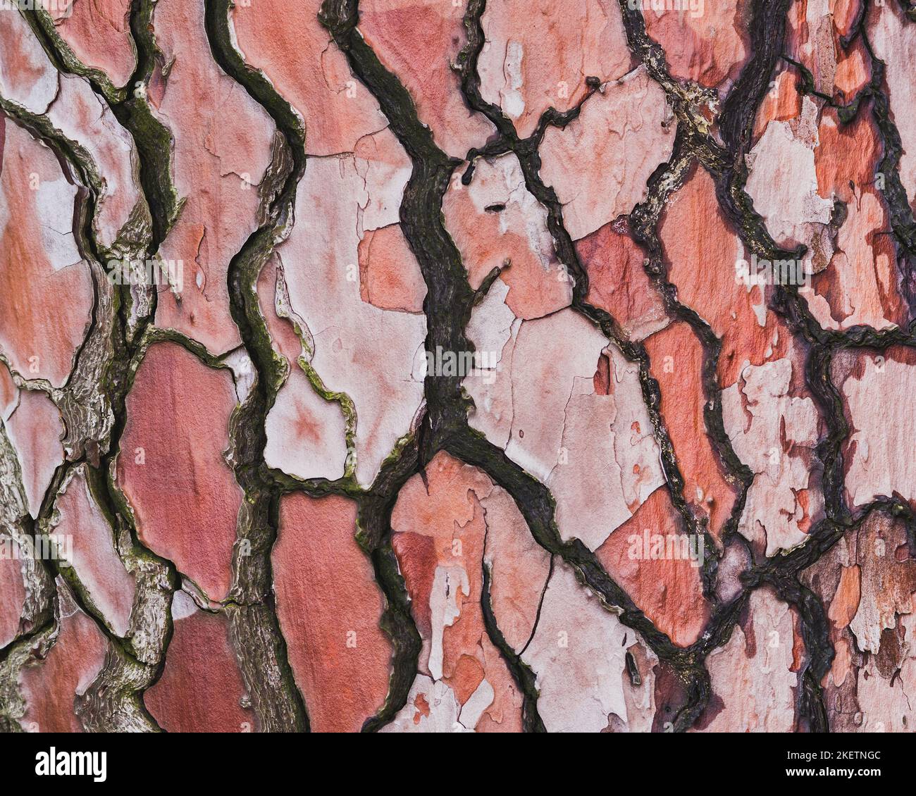 Old wood bark texture or background. Red pine tree. Stock Photo