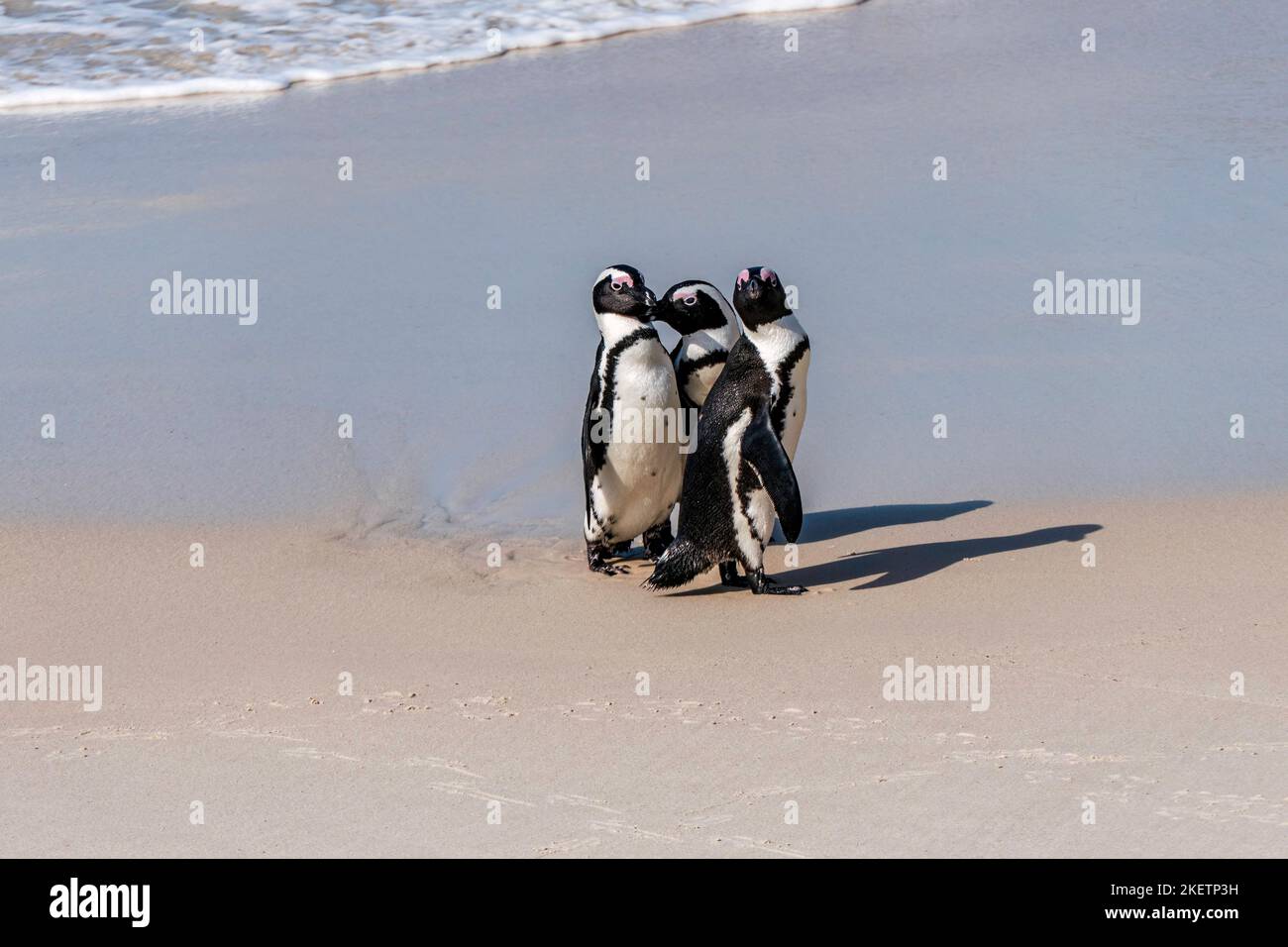 African Boulders Beach Penguin Colony. Penguins resting on the rocks
