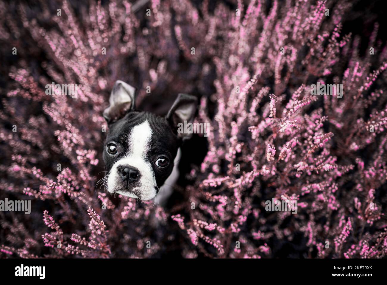 Boston Terrier Stock Photo