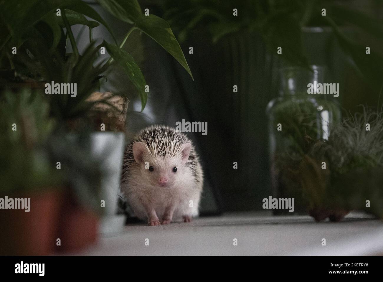 African Pygmy Hedgehog Stock Photo Alamy