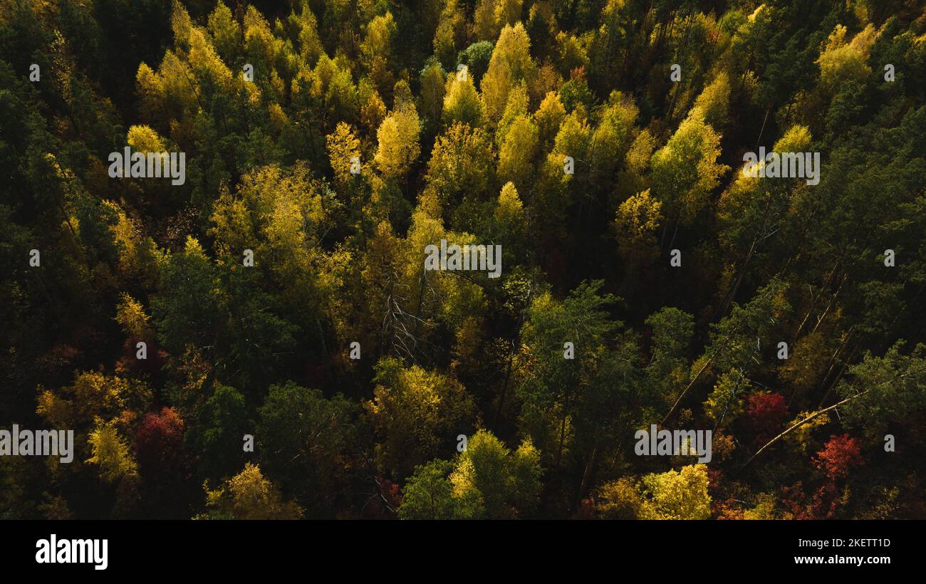 Flight over birch forest hi-res stock photography and images - Alamy