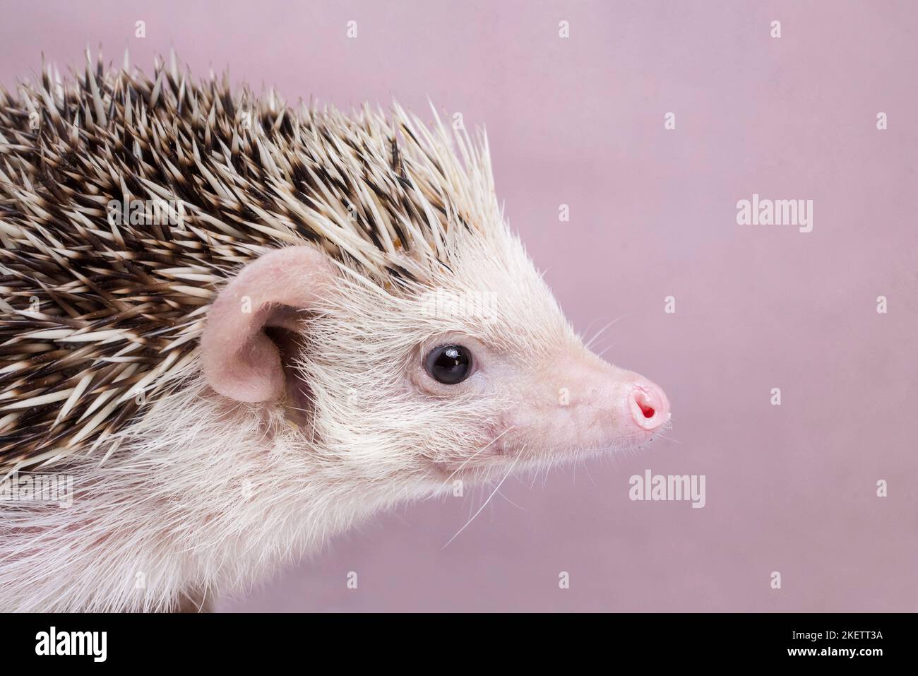 African Pygmy Hedgehog Stock Photo Alamy