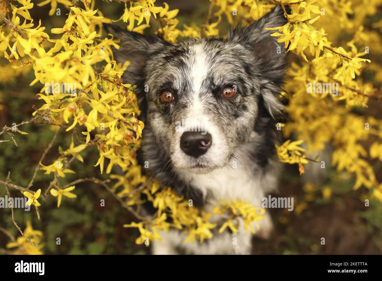 Australian Shepherd portrait Stock Photo
