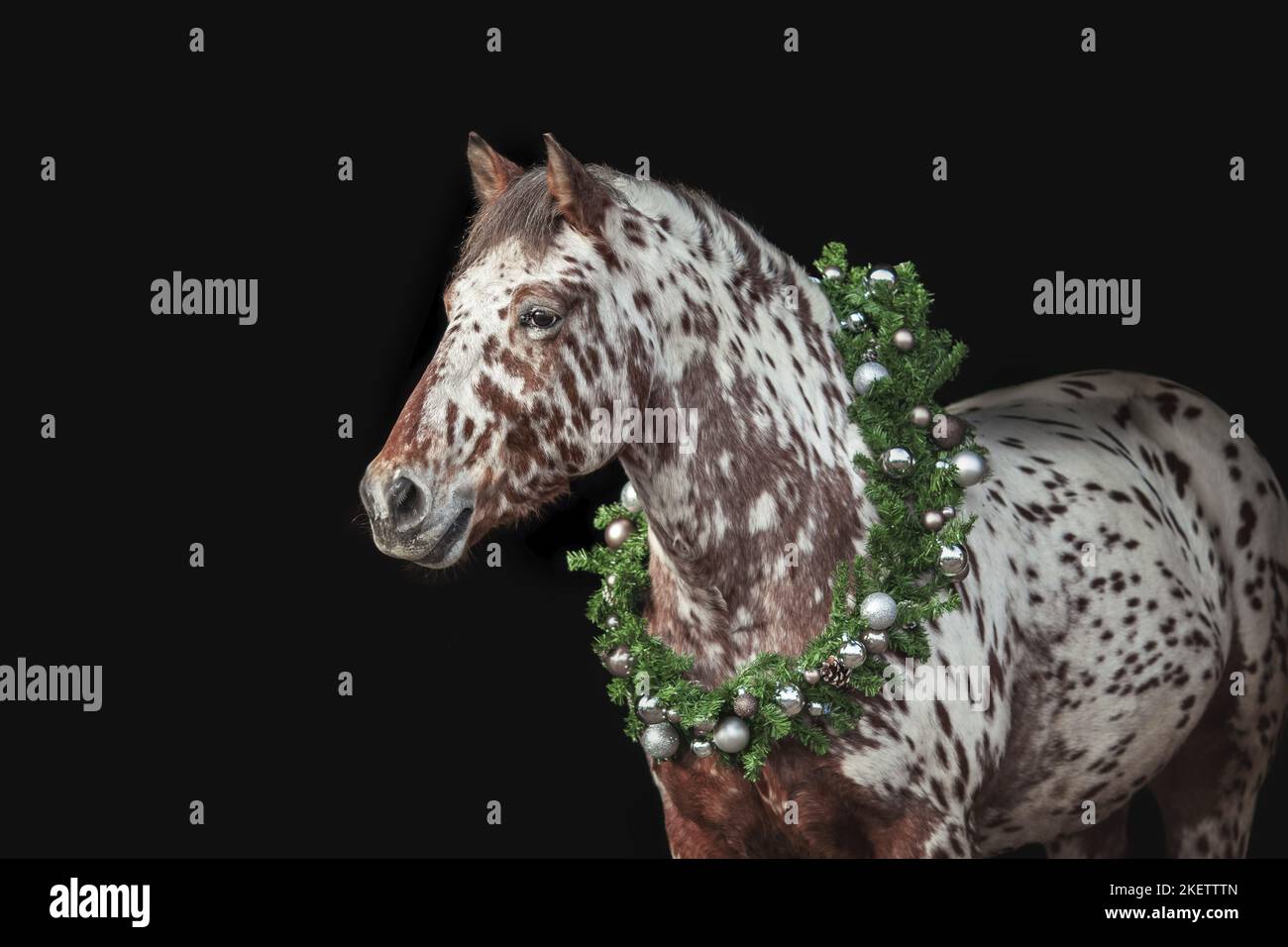 Portrait two horses one black one brown hi-res stock photography and ...