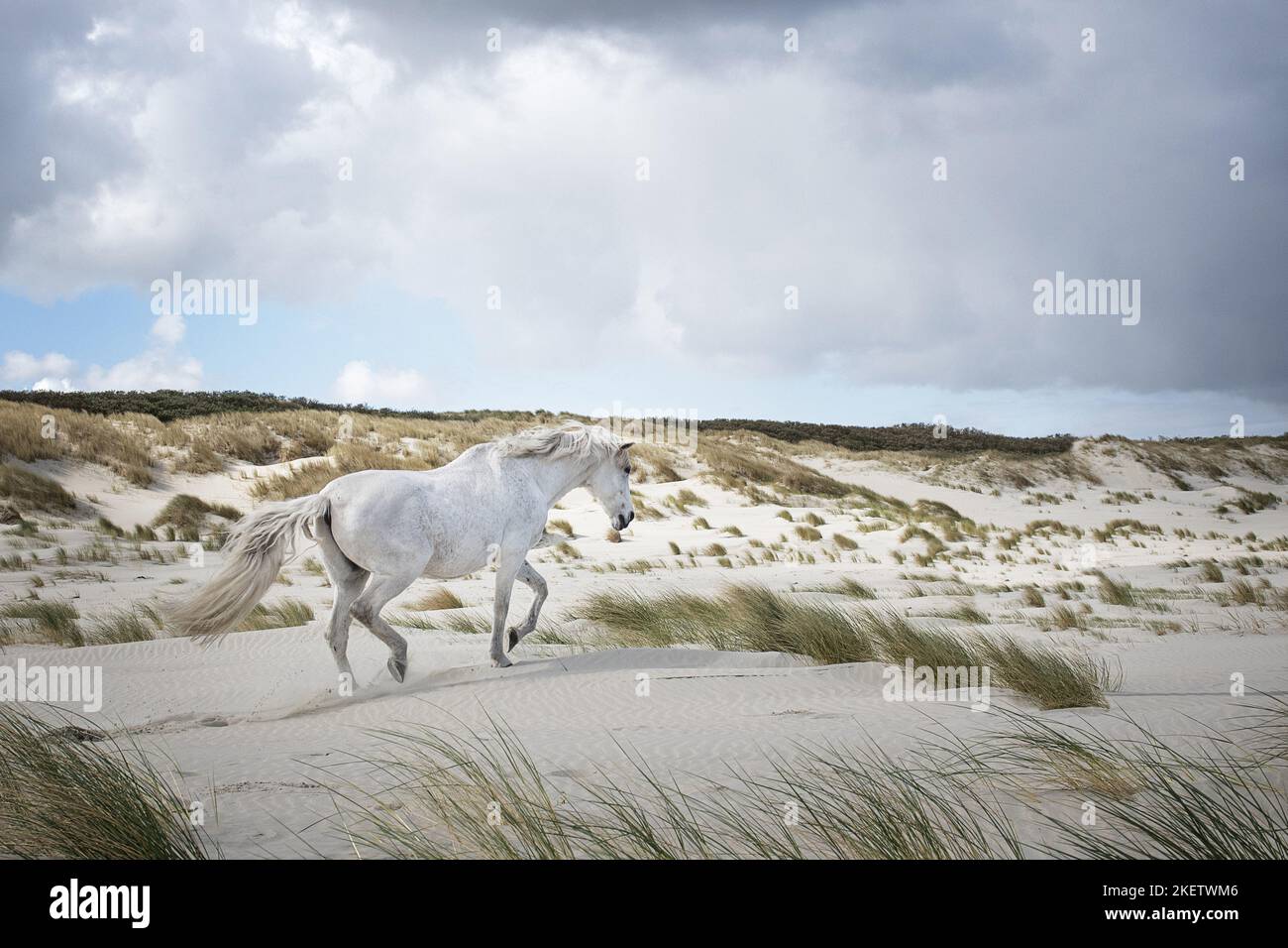 running Berber Horse Stock Photo - Alamy