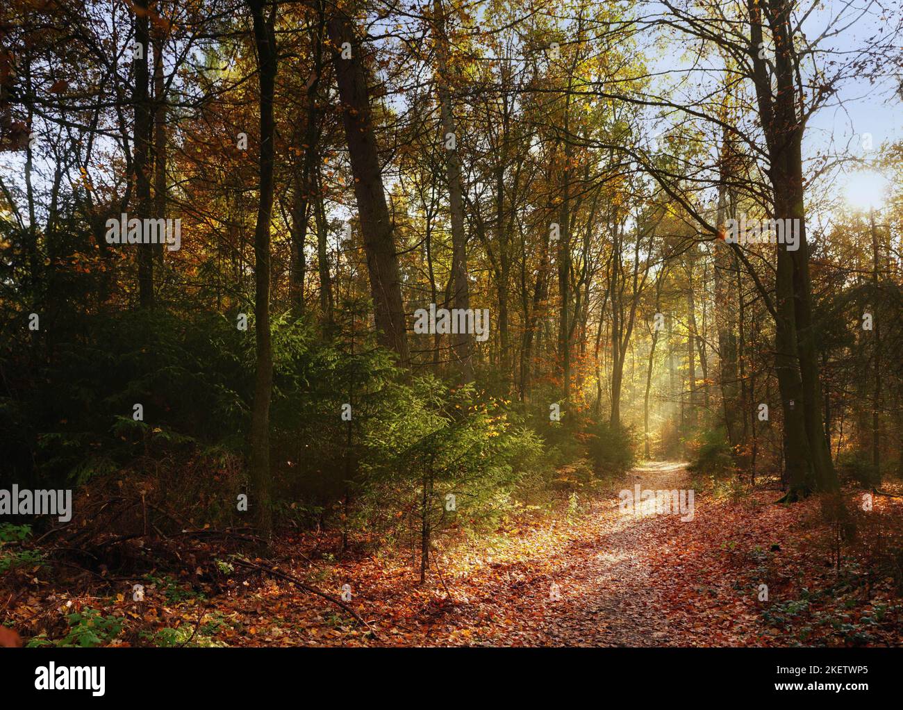 Bunter Herbstwald mit Waldweg im Gegenlicht Stock Photo