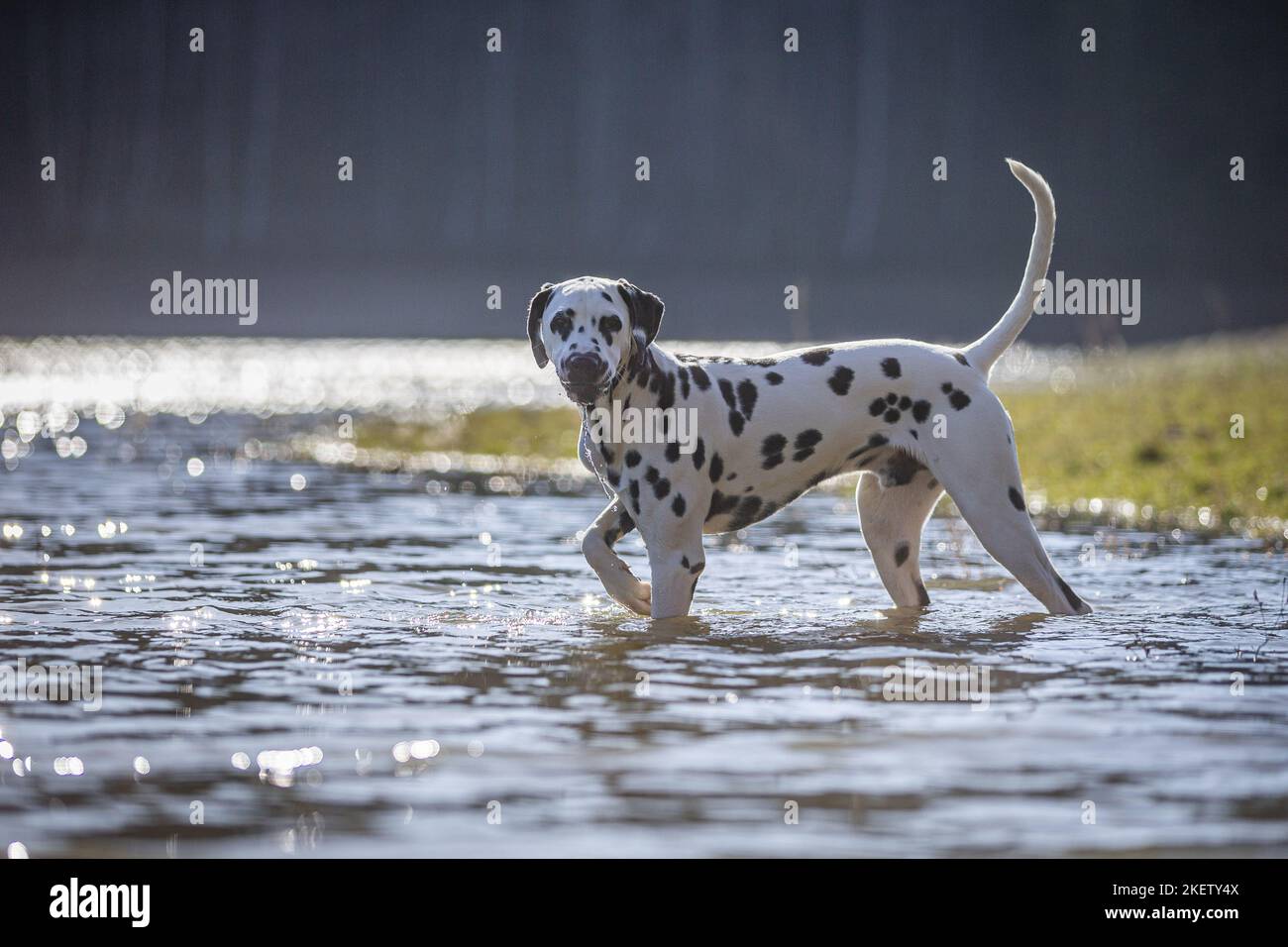 Dalmatian at the water Stock Photo Alamy