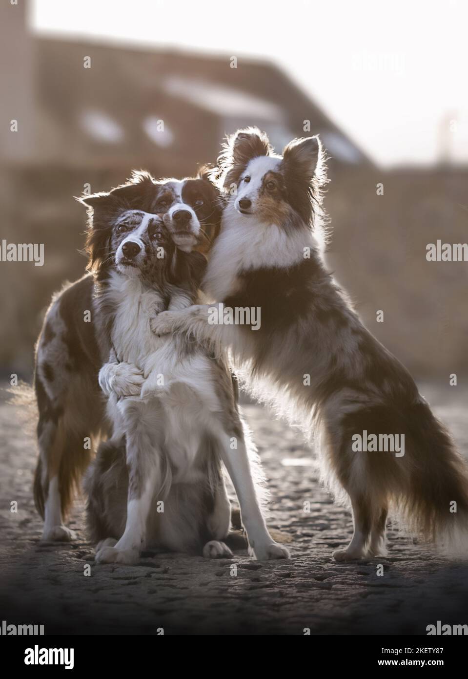 Australian shepherd and sheltie hires stock photography and images Alamy