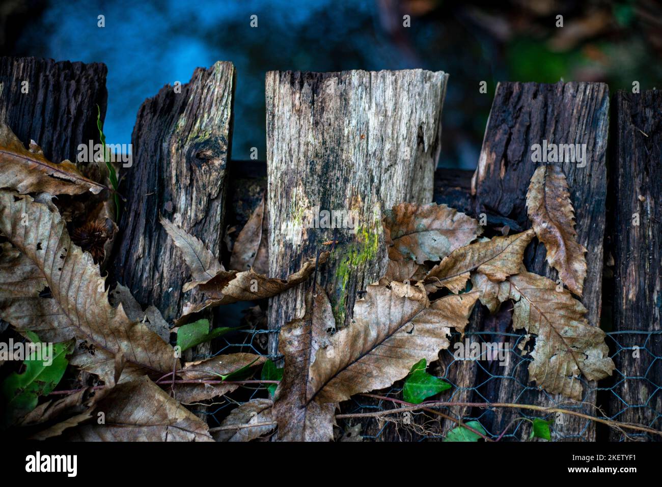 Image of rotten wood in the woods path Stock Photo Alamy