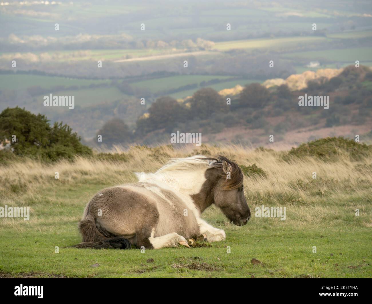 Skewbald horse, pony in the Dartmoor National Park, Devon, England, UK