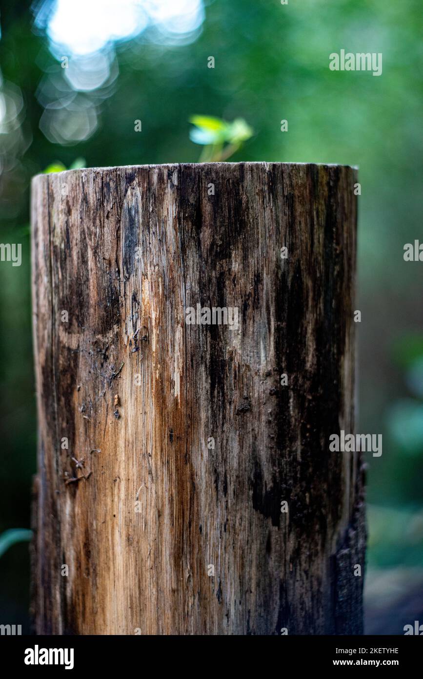 Image of rotten wood in the woods path Stock Photo Alamy