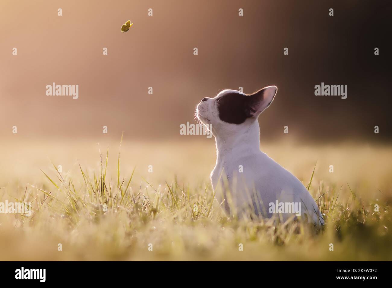 Un Pequeño Tratado De Psicología Animal. "Compagni Di Viaggio - Foto 10