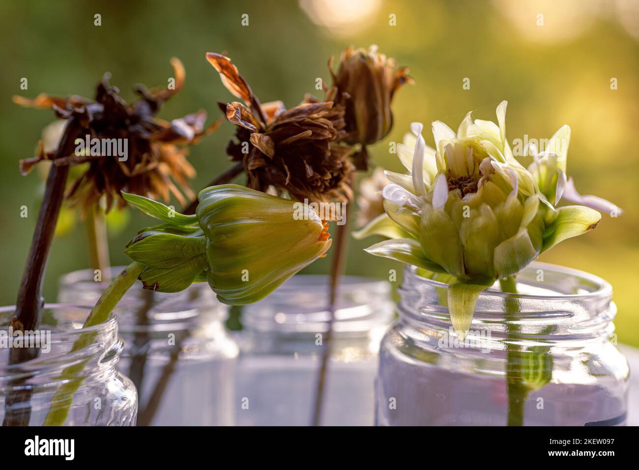 Various stages of dried dahlia flower heads. Collecting seeds for