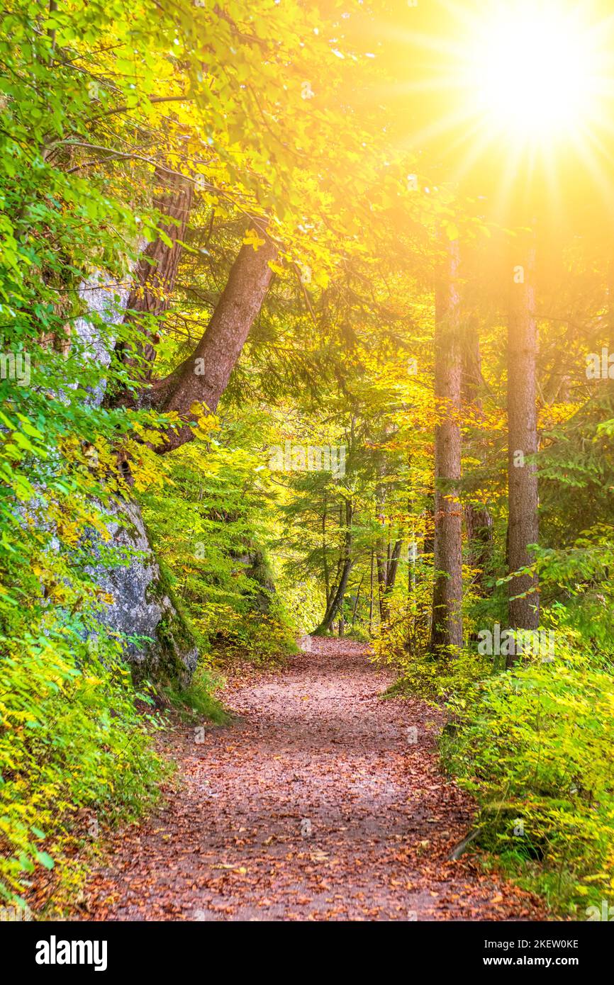 Fußweg im Herbstwald mit Gegenlicht Stock Photo