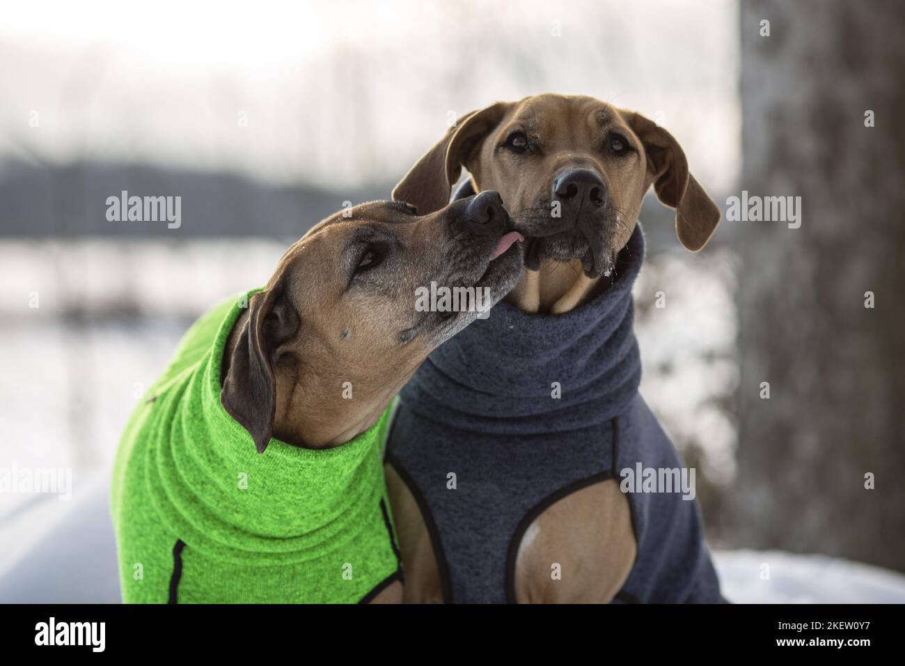 Rhodesian ridgeback coat hi-res stock photography and images - Alamy