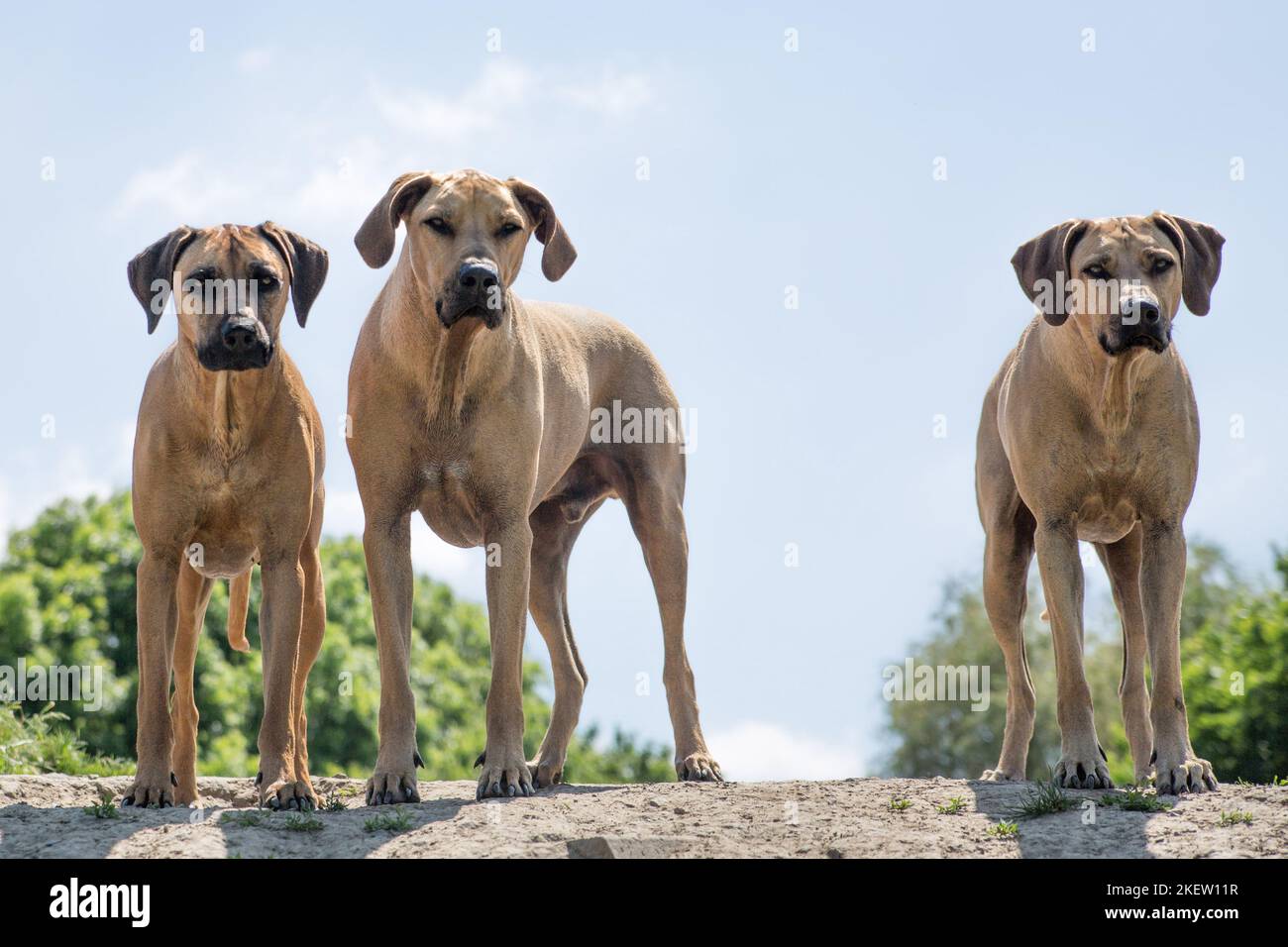 3 Rhodesian Ridgebacks Stock Photo - Alamy