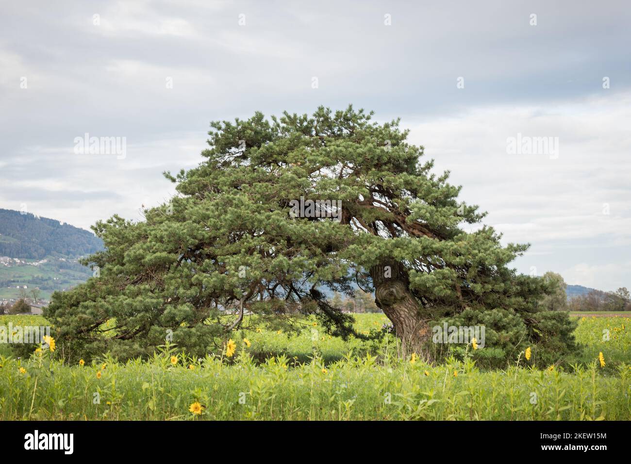 Baum - Windflüchter Kiefer im Sonnenblumenfeld, Appenzeller Land Schweiz Stock Photo