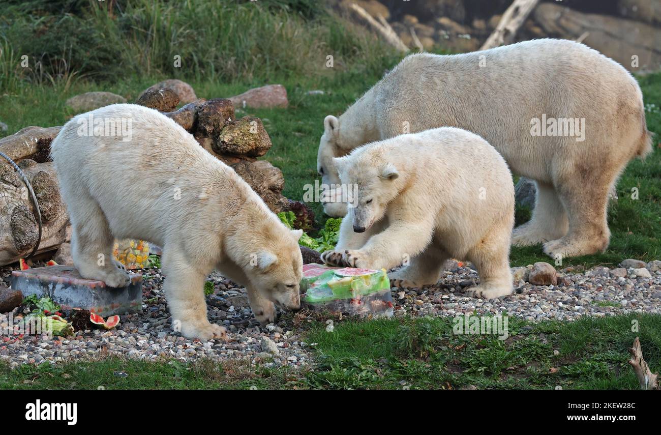 Mama bear hi-res stock photography and images - Alamy