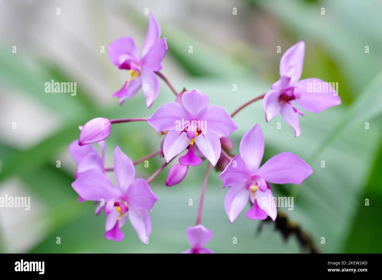 Ground orchid, Spathoglottis or Acanthephippium or Bletia or Calanthe or purple flower or purple Spathoglottis Stock Photo