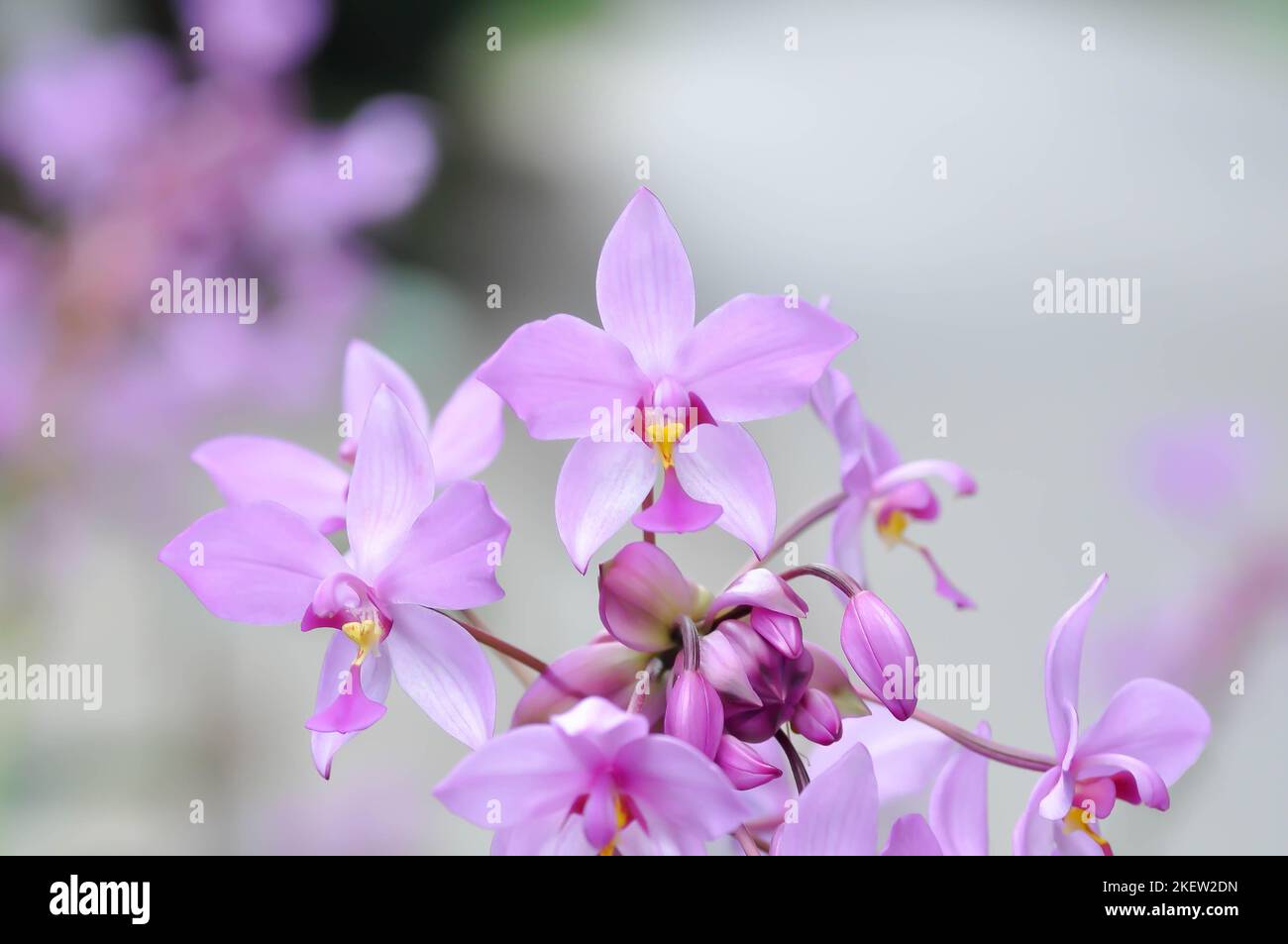 Ground orchid, Spathoglottis or Acanthephippium or Bletia or Calanthe or purple flower or purple Spathoglottis Stock Photo