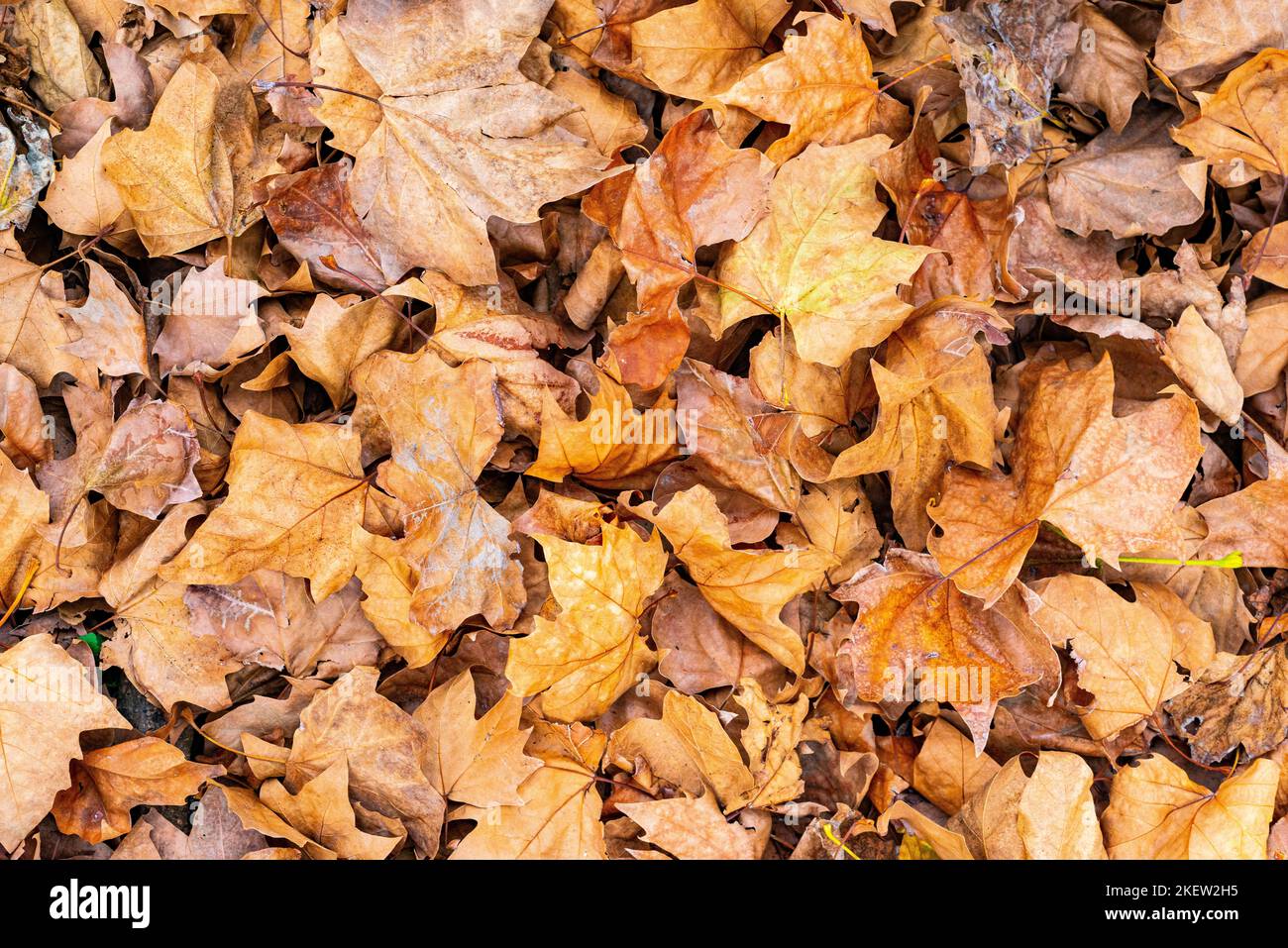 Multicoloured plantain tree leaves on the ground in afternoon light for background, design, web sites, commercial, flyers. Autumn subject. Stock Photo