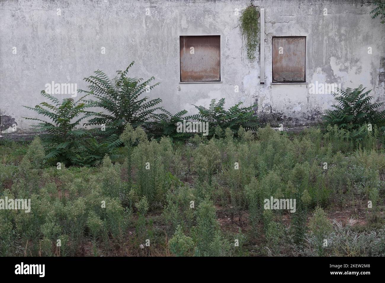 Abandoned house with boarded windows and garden with overgrown ferns. Stock Photo