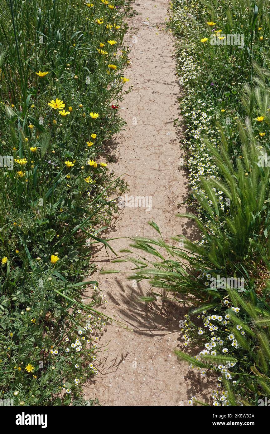 Dirt path through yellow flowers. Spring nature. Stock Photo