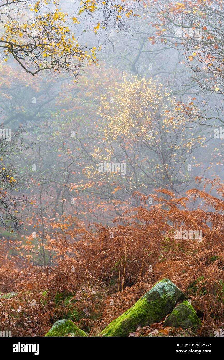 Padley Gorge on a misty morning in November. A beautiful wooded valley in the UK Peak District  national park Stock Photo