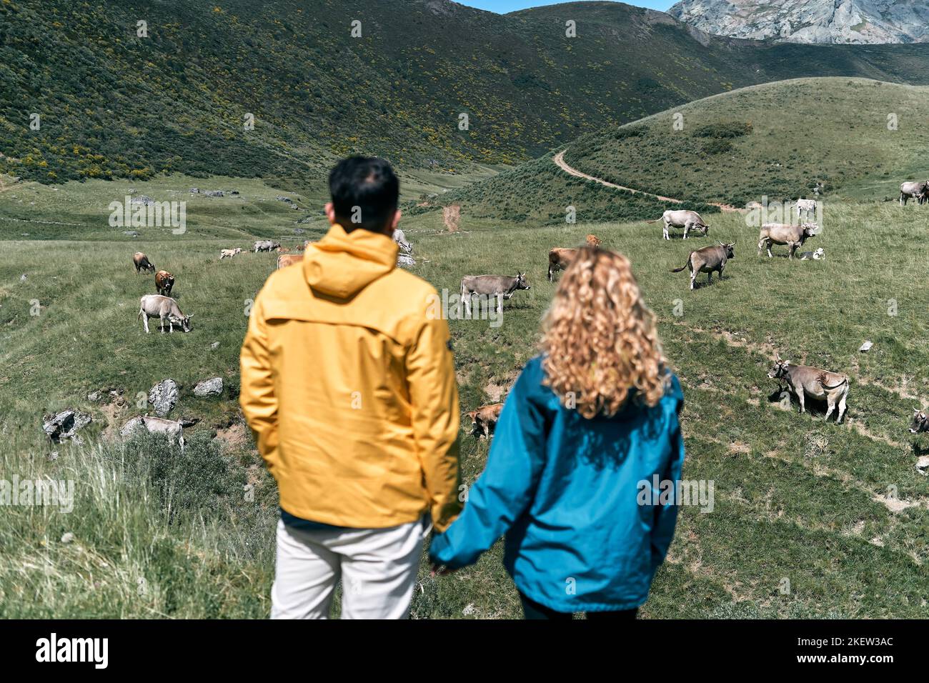 dark-haired boy with yellow jacket and blonde girl with blue jacket out of focus from behind holding hands standing contemplating the cows in the Stock Photo