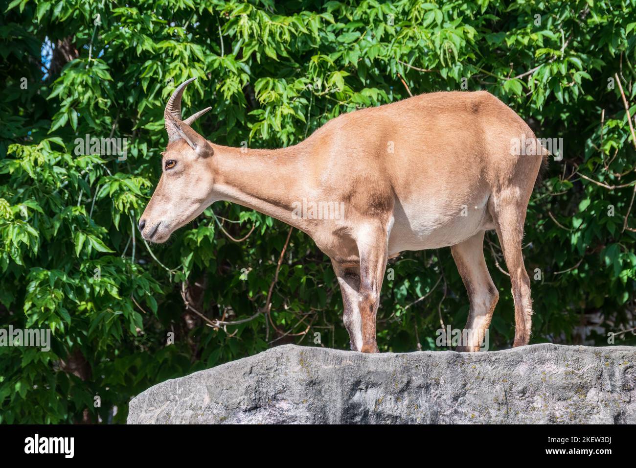 moscow zoo hi-res stock photography and images - Page 12 - Alamy