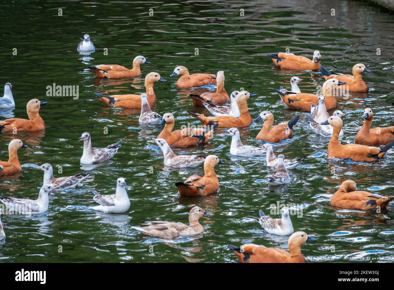 A flock of shelducks and seagulls swim in the water. Group of common ...