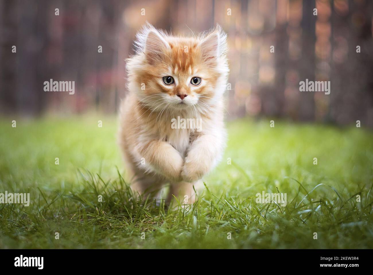 Running moving kitten kitten hi-res stock photography and images - Alamy